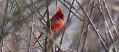 Redbird2_51590_L1 Redbird2_51590_L1