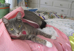 abby-apron