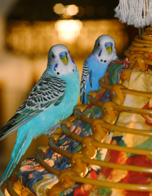 parakeet0341096XSmall